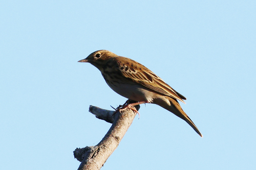 Tree Pipit