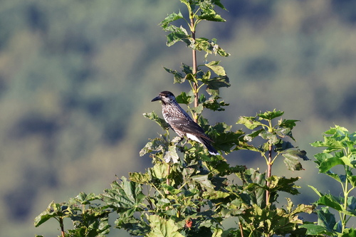 Northern Nutcracker