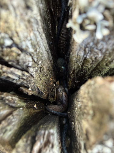 Viviparous Lizard