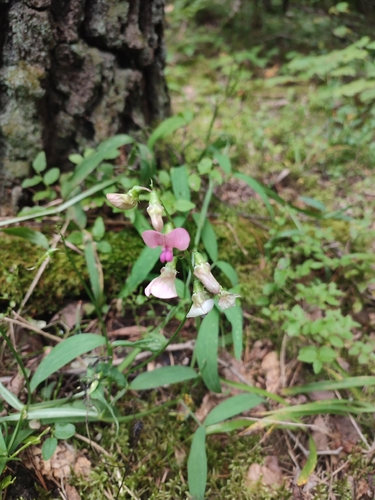 Narrow-leaved Everlasting-pea