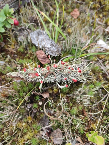 Lipstick Powderhorn