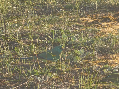 Mulga Parrot