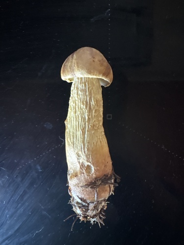 Aureoboletus projectellus