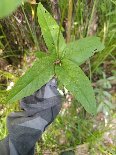 Yellow Loosestrife