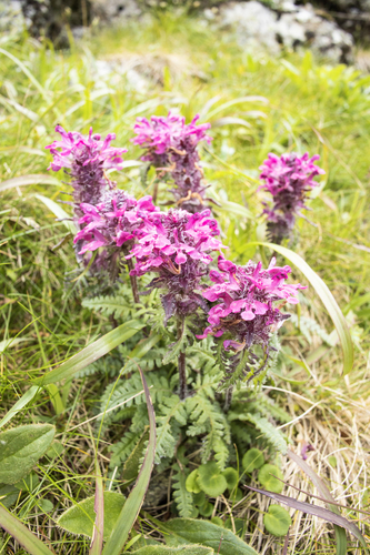 Whorled Lousewort