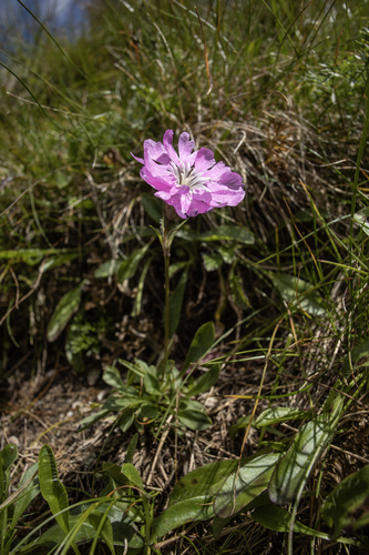 Silene nivalis