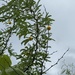 Acacia farnesiana