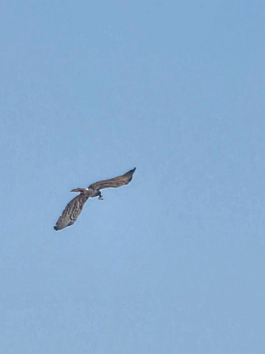 Short-toed Snake-Eagle