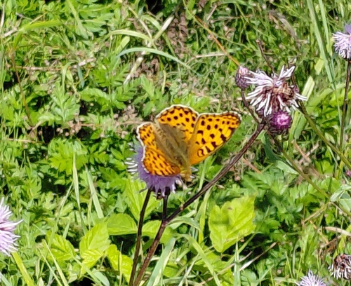 Queen of Spain Fritillary