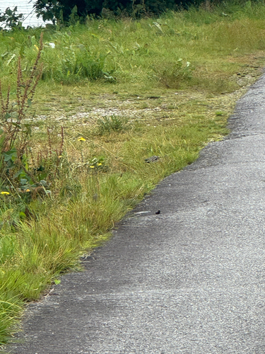 White Wagtail