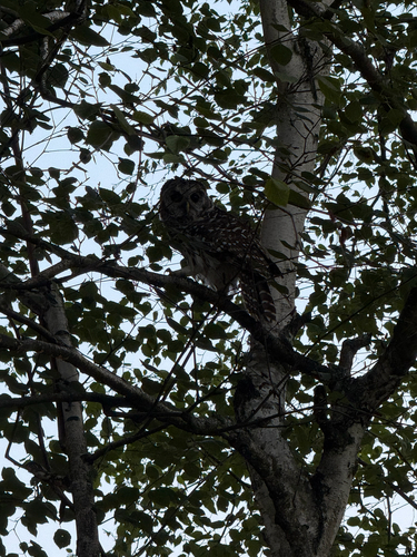 Barred Owl observed by raedio
