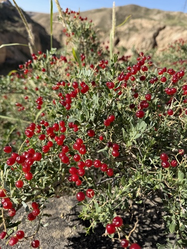 Nitraria sibirica
