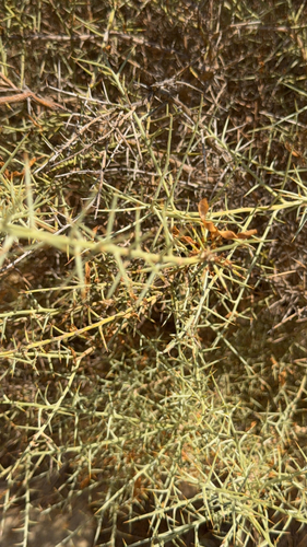 Scorpion Broom