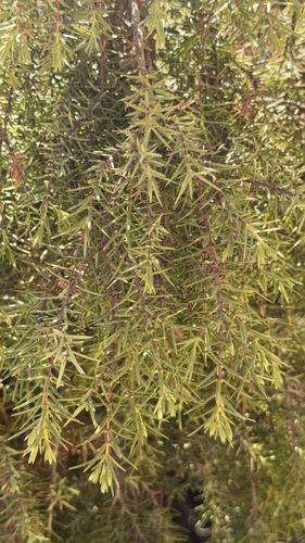 western prickly juniper