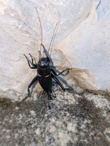 Southern Field Cricket