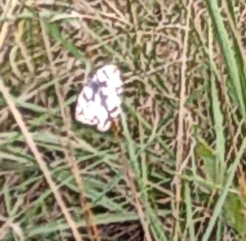 Marbled White