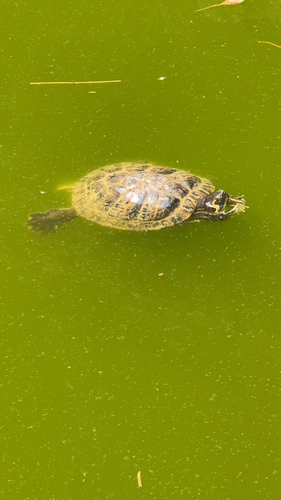 Pond Slider observed by mikalas