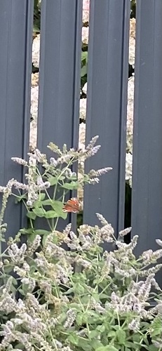 European Peacock Butterfly