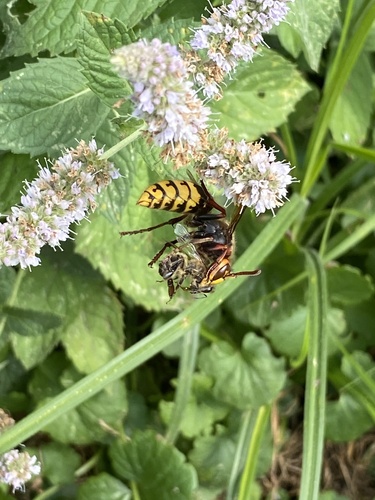 European Hornet