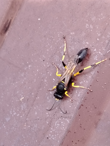 Sceliphron destillatorium