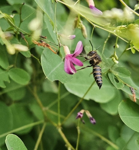 Coelioxys yanonis