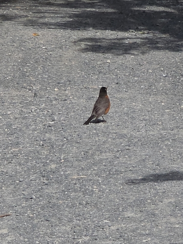 American Robin observed by aneupani