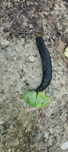 Black Slug