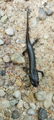 Great Crested Newt