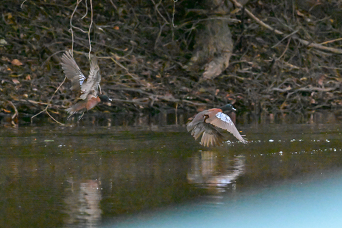 Hartlaub's Duck