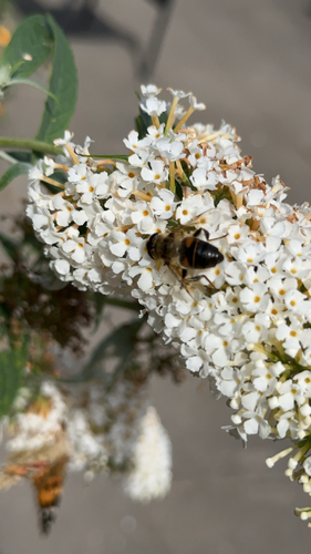 Common Drone Fly