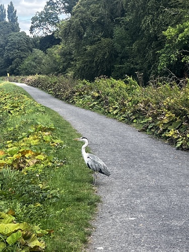 Grey Heron