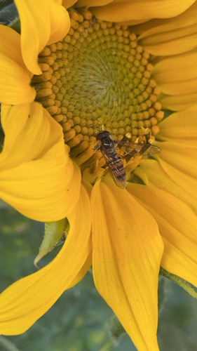 Marmalade Hover Fly