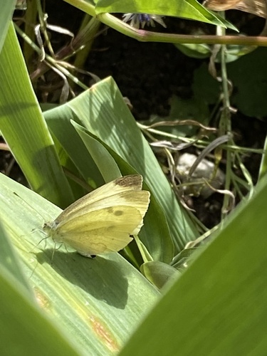 Small White