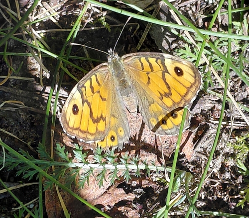 Wall Brown