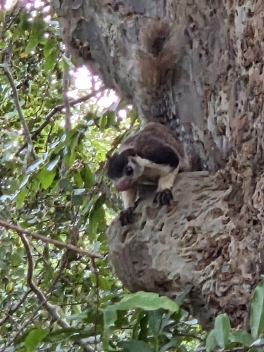 Ratufa macroura dandolena