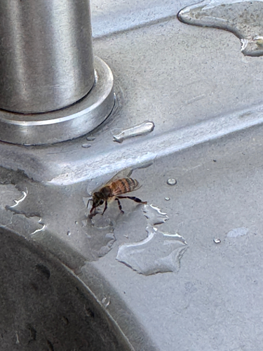 Western Honey Bee