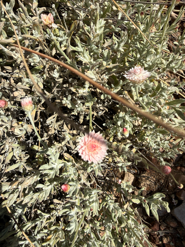 Anemocarpa saxatilis