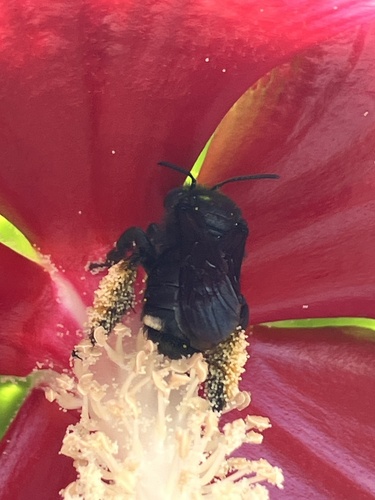 Two-spotted Longhorn Bee