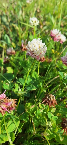 Alsike clover