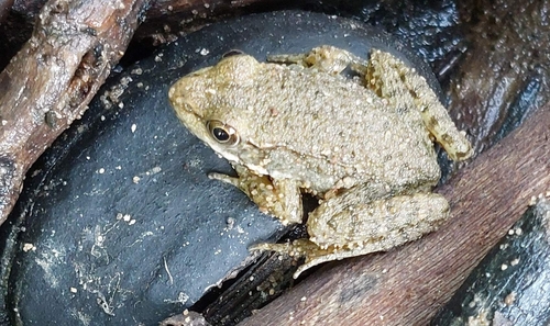 Green Frog
