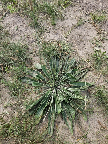 Hoary Plantain