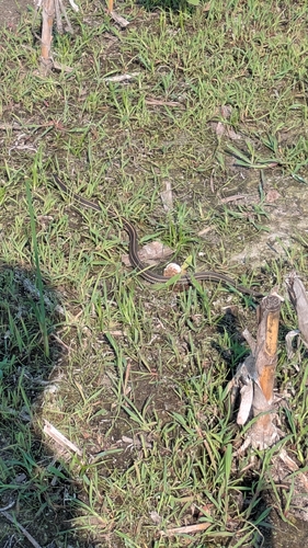 Plains Garter Snake