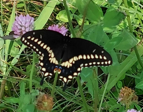 Eastern Black Swallowtail