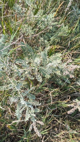 leadplant