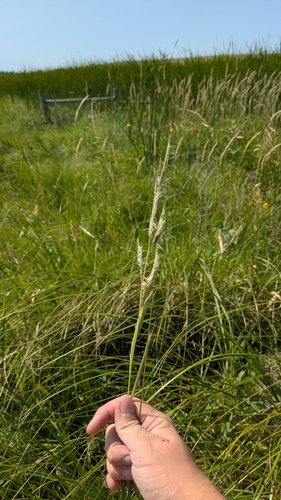 prairie cordgrass