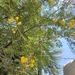 Acacia horrida