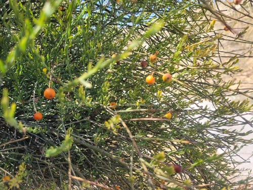 Poet's Cassia