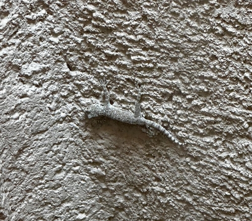 Levant Fan-fingered Gecko