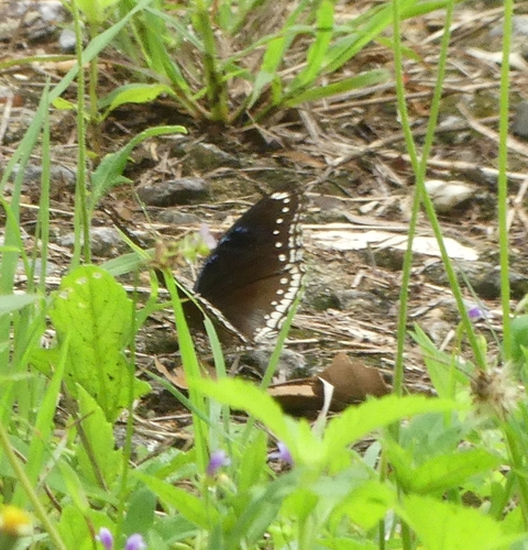 Great Eggfly