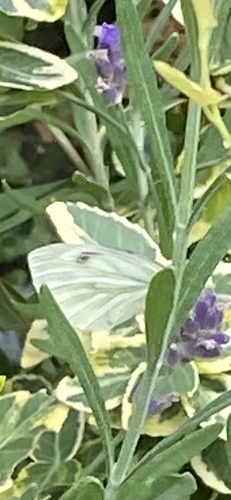 Green-veined White